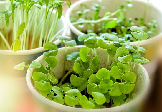 Use the organic method to eliminate toxic pesticides from your gardening routine.